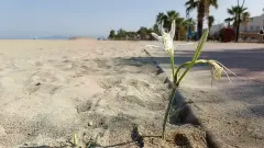 Kuşadası Plajlarında Yıllar Sonra Bir İlk: Kuşadası Plajlarında Yıllar Sonra Kum Zambağı Açtı - Otel Haberleri  Türkiye’nin Otel ve Turizm Gündemi Tek Adreste